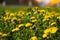 Vibrant yellow field of dandelions basking in the sunshine on a sunny summer day