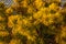 Vibrant yellow fir needles on coniferous tree in a cluster growing towards the light
