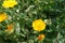 Vibrant yellow flowers of Calendula officinalis