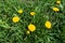 Vibrant yellow flowers of dandelions in the grass