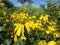 Vibrant Yellow Flowers in the Garden in September