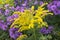 Vibrant Yellow Goldenrod Amongst Lavender Asters