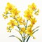 Vibrant Yellow Orchids In Detailed Illustration - Daisy Clipart