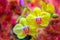 Vibrant yellow phalaenopsis blume pink orchids with abstract background