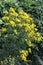 A vibrant yellow Ragwort plant
