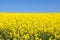 Vibrant yellow rapeseed field under a clear sunny blue sky
