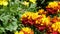 Vibrant Yellow and Red Marigolds in Sunshine