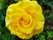 Vibrant yellow rose with waterdrops close up shot