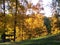 Vibrant Yellow Trees Glowing Beyond Green Grass on a Hillside