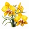 Vibrant Yellow Vanda Orchid Clipart On High-quality White Background
