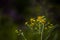 Vibrant Yellow Wildflowers - Big Bone Lick State Park - Kentucky