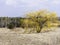 Vibrant yellow willow tree in middle of open field, winter fores