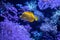 Vibrant yellow Yellow tang fish swimming in a serene aquarium filled with corals