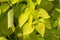 Vibrant yellowish green decorative plant leaves creating a nice background