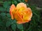 A vibrant yellowish orange rose in a garden