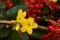 The Vibrant Yellows of Winter Jasmine Flowers Contrast with the Deep Red of Winter Berries on a Cold Winters Day