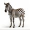 Vibrant Zebra Ultradetailed Photo Of Sideview Zebra On White Background