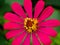 Vibrant Zinnia Flower Blossoming with Radiant Colors