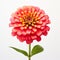 Vibrant Zinnia Flower On White Background - Graflex Speed Graphic Style