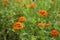 vibrant zinnia flowers blooming in the garden