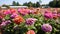 Vibrant Zinnias At Lona\\\'s Flower Farm: A Colorful Delight