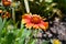 Vibrantly Colored Blanketflower in Bloom