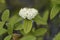 Viburnum Alleghany