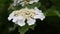 Viburnum or arrowwood blossom in spring