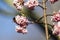 Viburnum with bee in spring