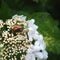 Viburnum beetle and firefly
