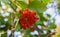 Viburnum berries on a branch close-up. Ripe red viburnum. Guelder bush. Viburnum is a folk remedy for colds