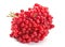 Viburnum berry