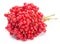 Viburnum berry