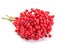 Viburnum berry