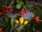 Viburnum berry on a dark background medical vitamin