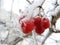 Viburnum berry on frost