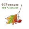 Viburnum berry icon vector illustration on white background