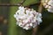 Viburnum bodnantense