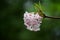 Viburnum bodnantense Charles Lamont Arrowwood tree blossom