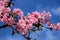 Viburnum bodnantense Charles Lamont Arrowwood tree blossom