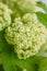 Viburnum branch with green buds in glass vase. Love Vintage background with flowers. Wallpapers for phone. close up
