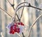 Viburnum branch with red berries hoarfrost covered close up