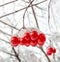 Viburnum branch with red berries in snow