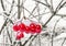 Viburnum branch with red berries in snow
