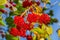 Viburnum branches with red berries on a gray autumn blurred background