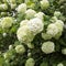 Viburnum buldenezh is an ornamental shrub with a height of one and a half to three meters. The spreading neat crown is two to four