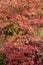 Viburnum bush in autumn colors