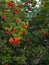 Viburnum bush with bunches of red berries