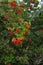 Viburnum bush with bunches of red berries, shrub or small trees