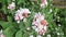 Viburnum bush with small pink and white flowers